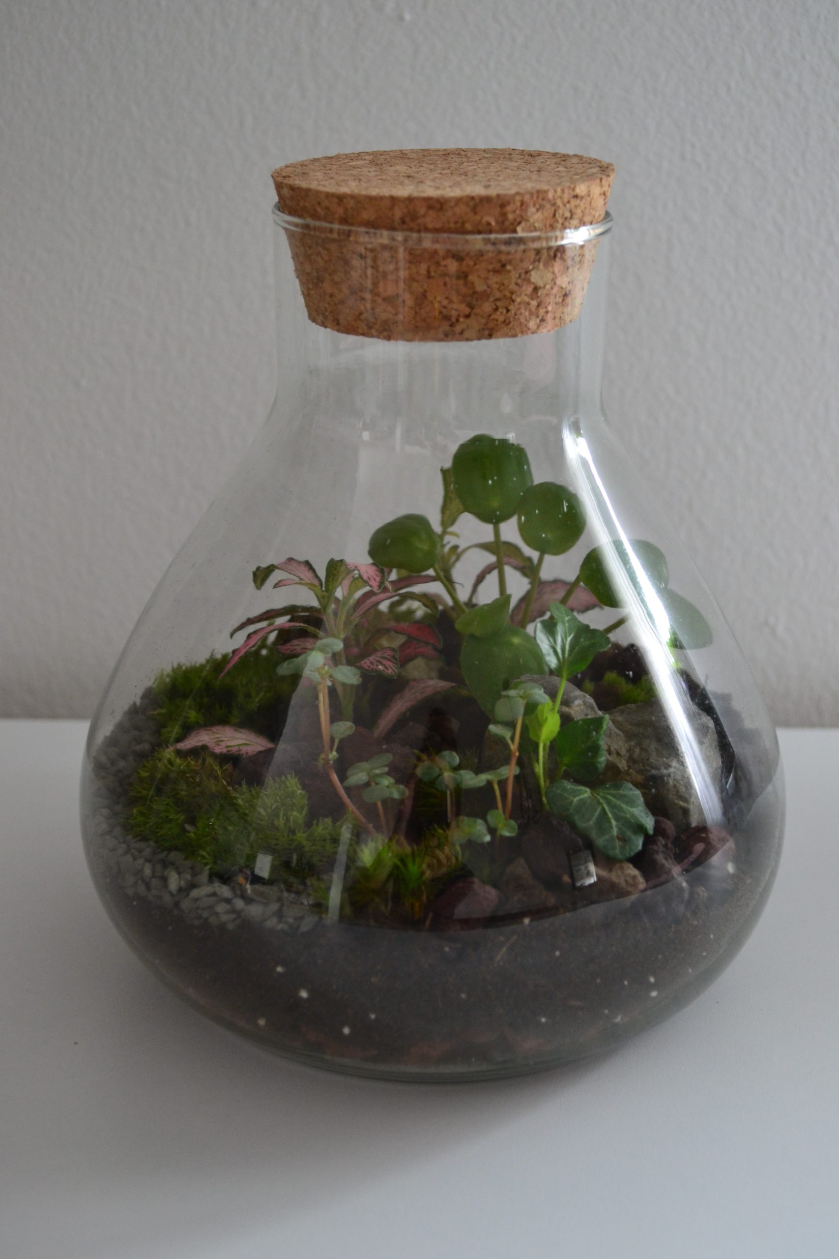 Katalog – Deco Plant